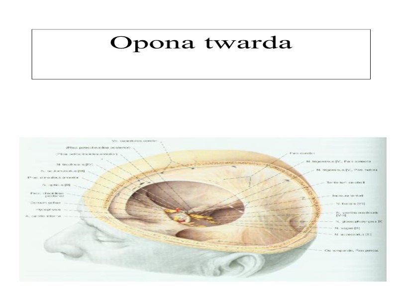 Opona twarda